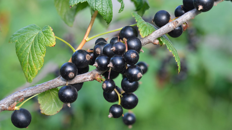 Ripe blackcurrants on a plant stem.