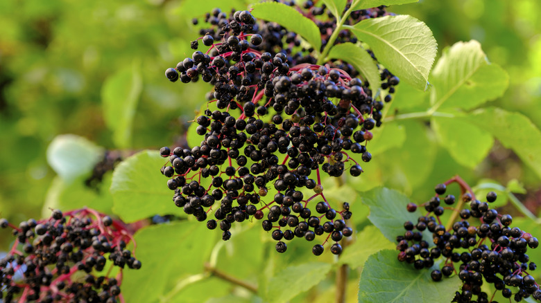 Ripe dark purple elderberries growing on a shrub.