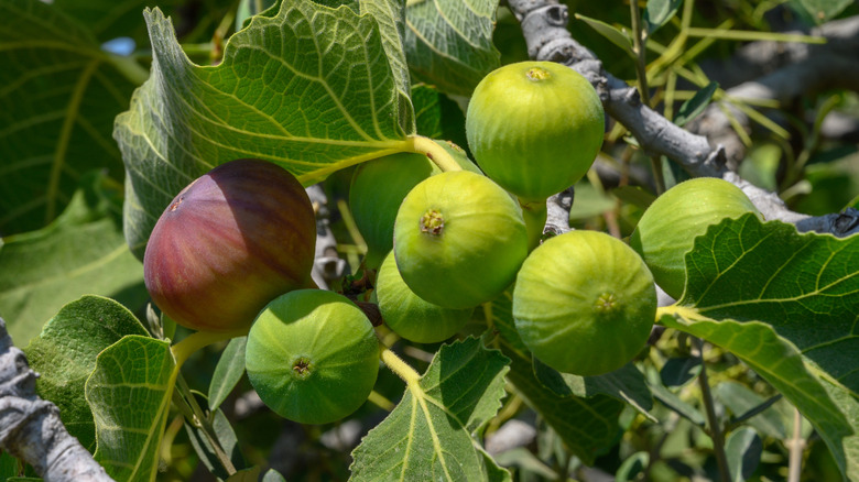 Figs ripening on a tree.