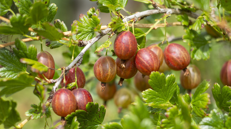 Red ripe gooseberries on a gooseberry bush.