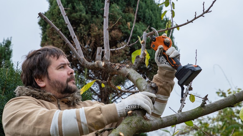 A gardener takes a cutting from a mature fruit tree that has lost its leaves.