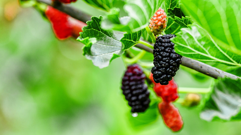 Fresh mulberries growing on a mulberry bush.
