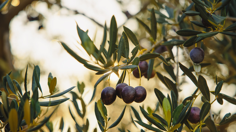 Olives growing on a branch in the sunshine