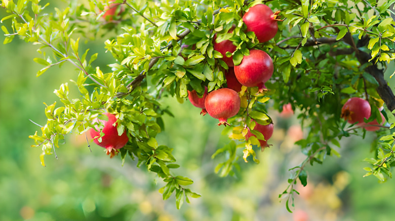 Red ripe pomegranates on a pomegranate tree.
