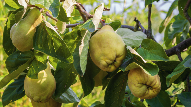 Quince tree with ripe fruit