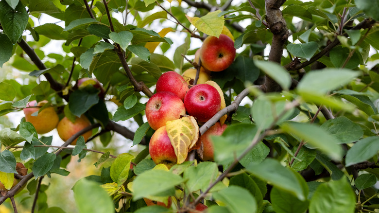 Ripe apples growing among tree branches
