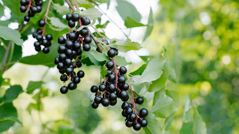 Ripe black cherries on a tree