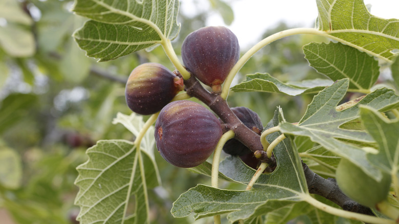Ripe figs on a tree