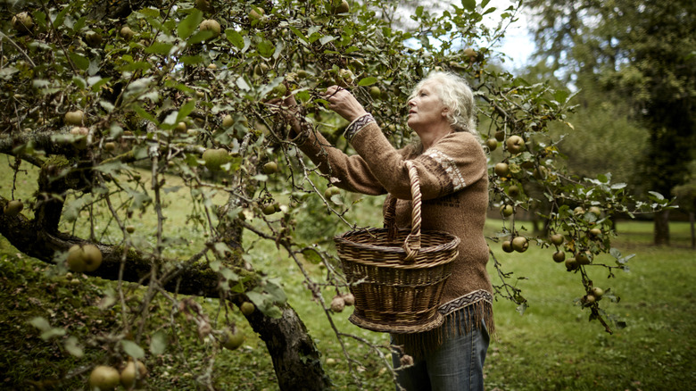 A woman plucking fruit from a tree