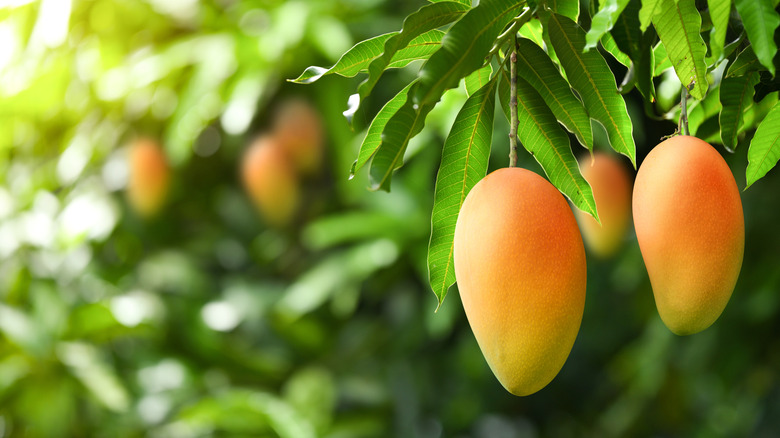 Two ripe mangos on a tree