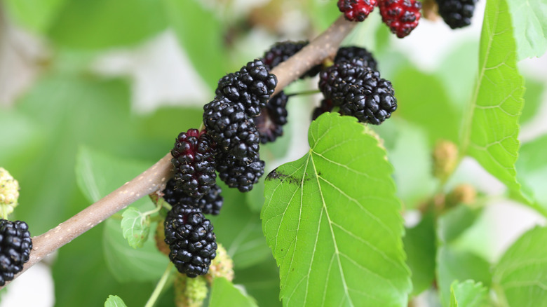 Red mulberries and leaves on tree