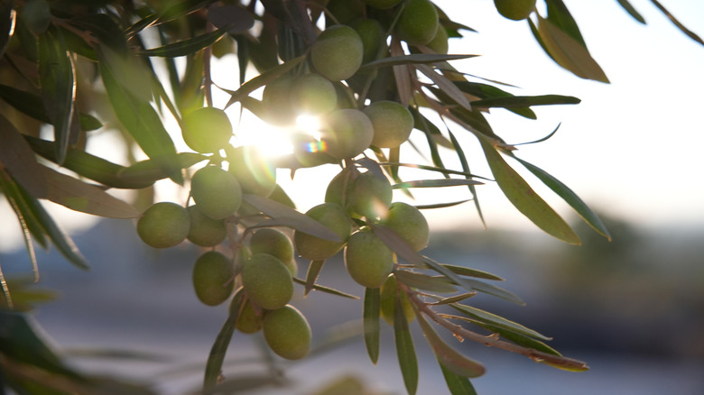 Close-up of green olives on tree branches