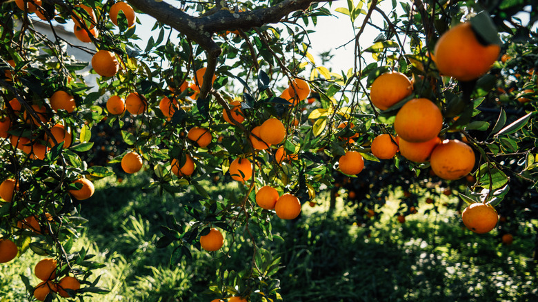 Lots of oranges growing on a tree