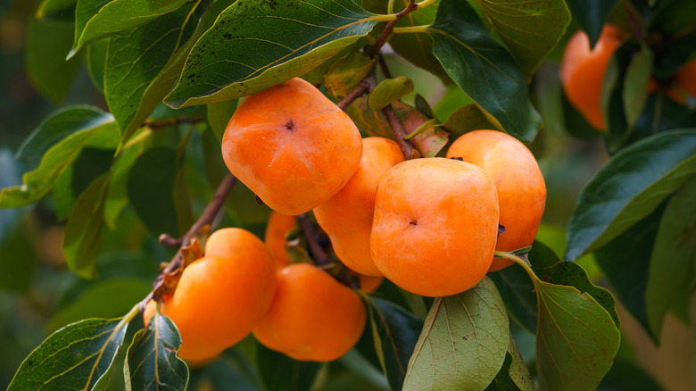 Fresh persimmons on a tree