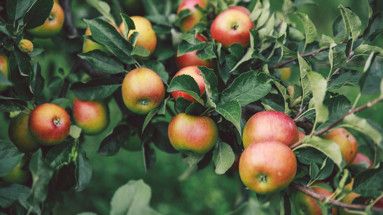 Close-up of ripe apples on the tree.