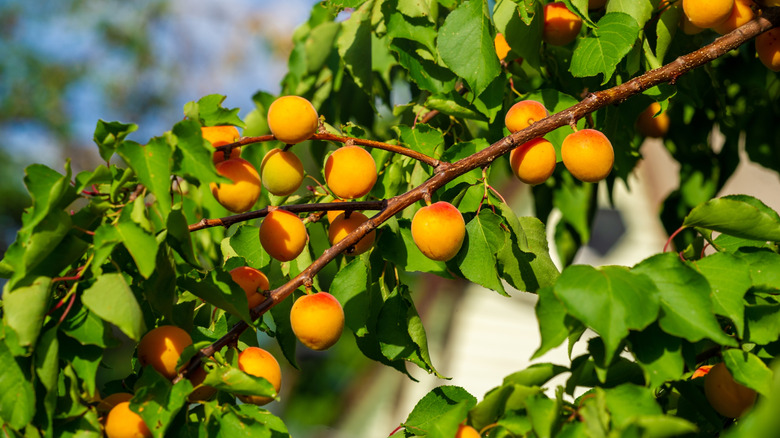 Close-up of apricots framed by green leaves on a tree.