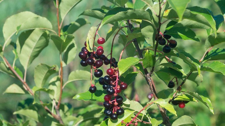 Close-up of the ripe fruit on a wild black cherry tree.