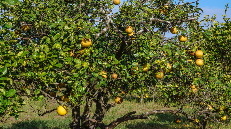 Medium shot of a grapefruit tree with green leaves and yellow fruits.