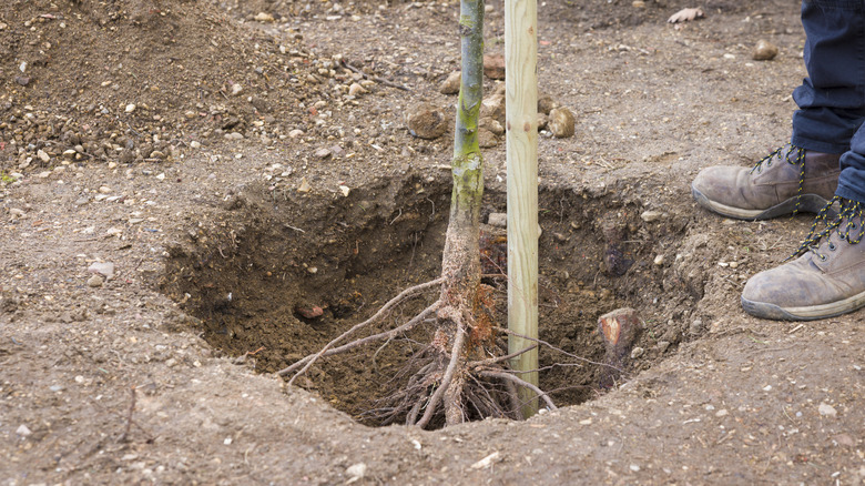 Close-up of an individual planting and staking a bare root pear tree in a hole in a garden.