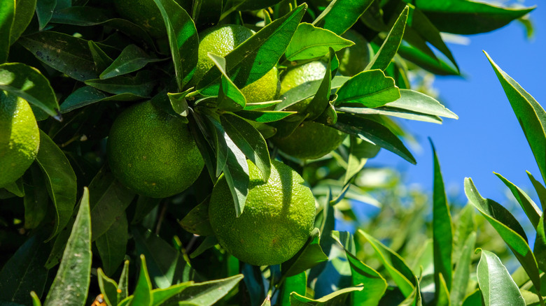 Close-up of a lime in a tree, surrounded by green leaves.