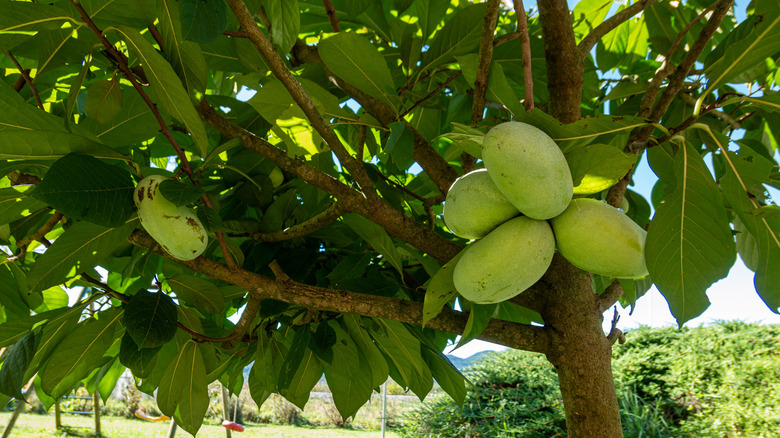 Close-up of a ripening fruit in a pawpaw tree.