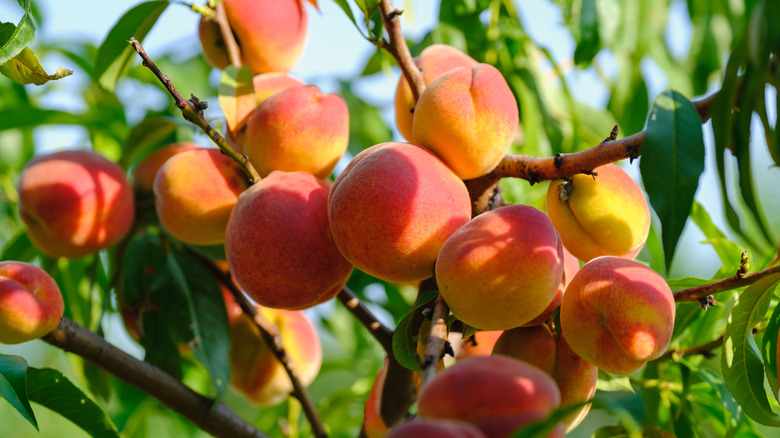 Close-up of ripe peaches in a tree.