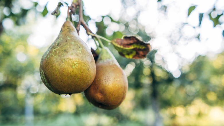 Close-up of pears on a branch in a tree.