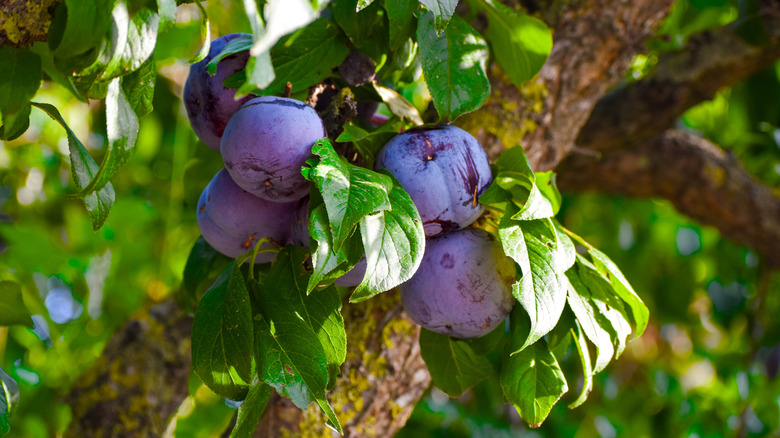 Close-up of ripening plums on a tree.