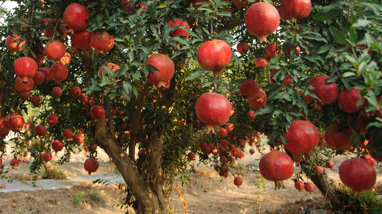Close-up of pomegranates fruits in a tree.