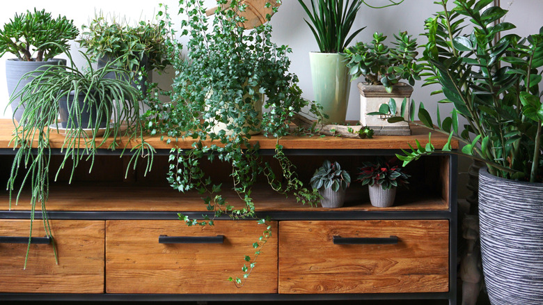plants on wood and metal dresser