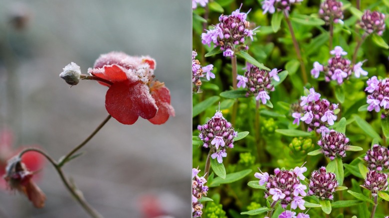 a split image of red avens in snow and creeping thyme