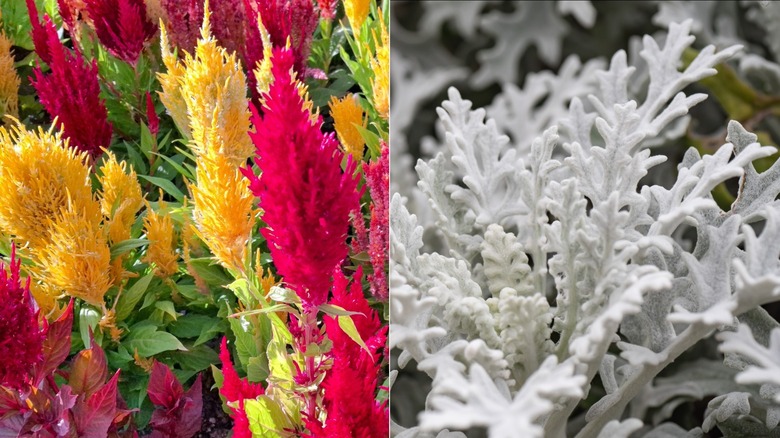 a split image of celosias and dusty miller leaves