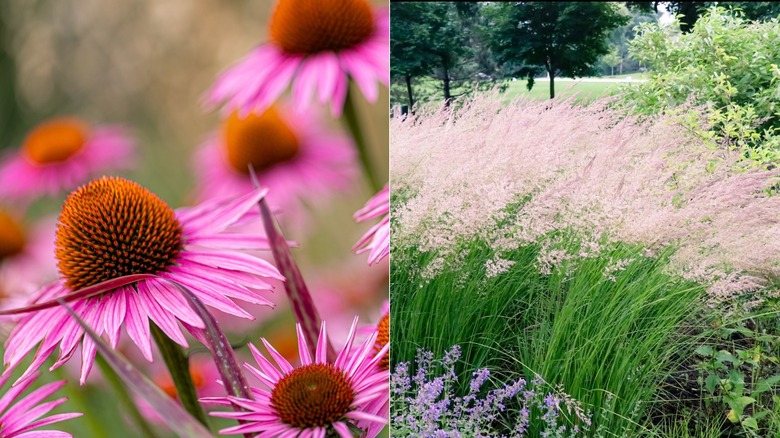 a split image of coneflowers and feather reed grass