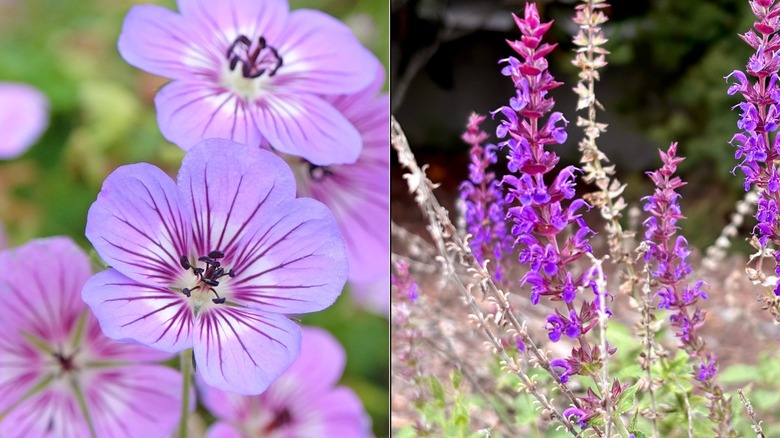 a split image of purple cranesbill and 'Ostfriesland' sage