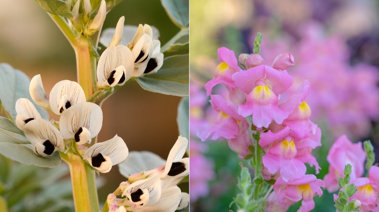a split image of white fava blossoms and snapdragons
