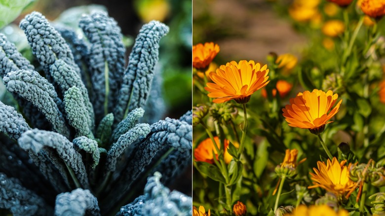 a split image of kale and orange calendulas