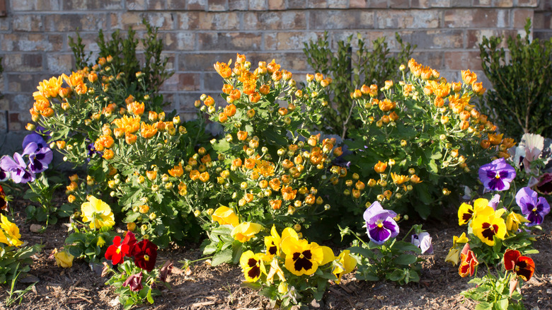 orange chrysanthemums grow tall behind colorful pansies