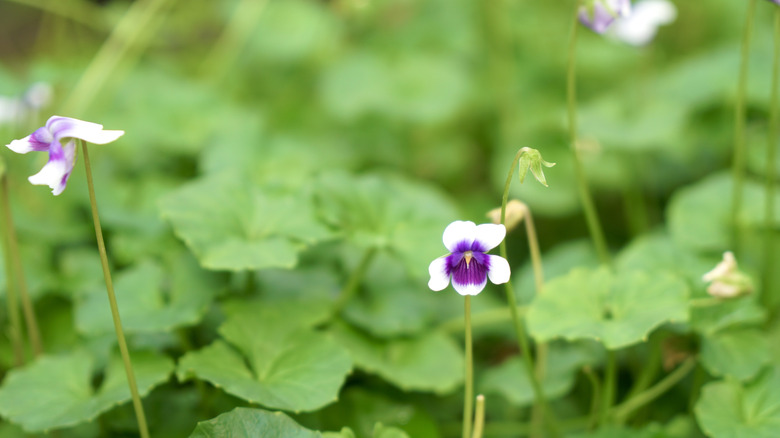 Close up of a purple Australian violet flower