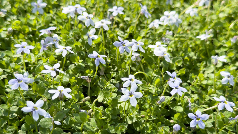 Close up of a patch of blue star creepers