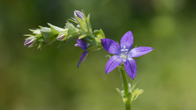 Close up of a Clasping Venus's looking-glass flower