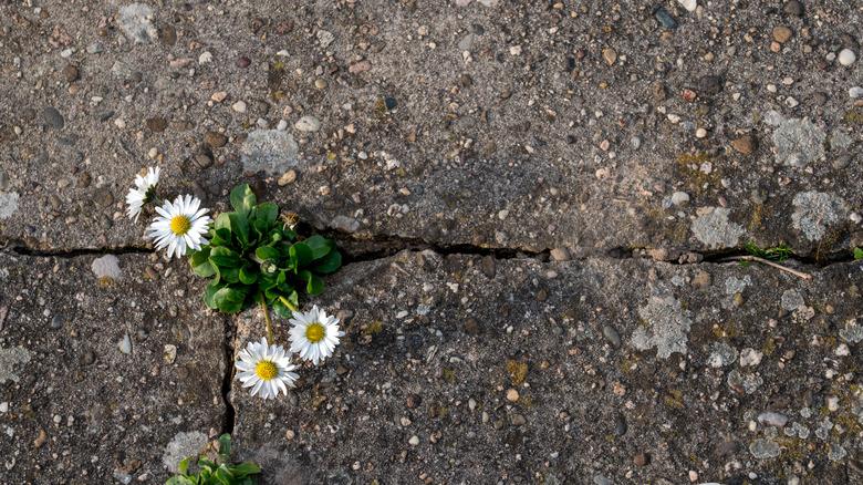 White and yellow flowers growing in between concrete pavers