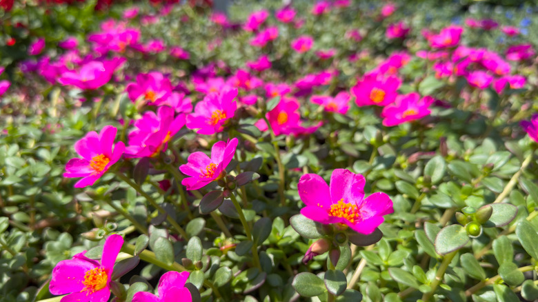 Close up of pink purslane flowers
