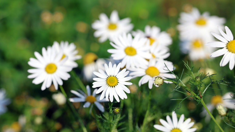 Close up of chamomile flowers
