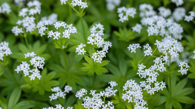 Close up of the white flowers of a sweet woodruff