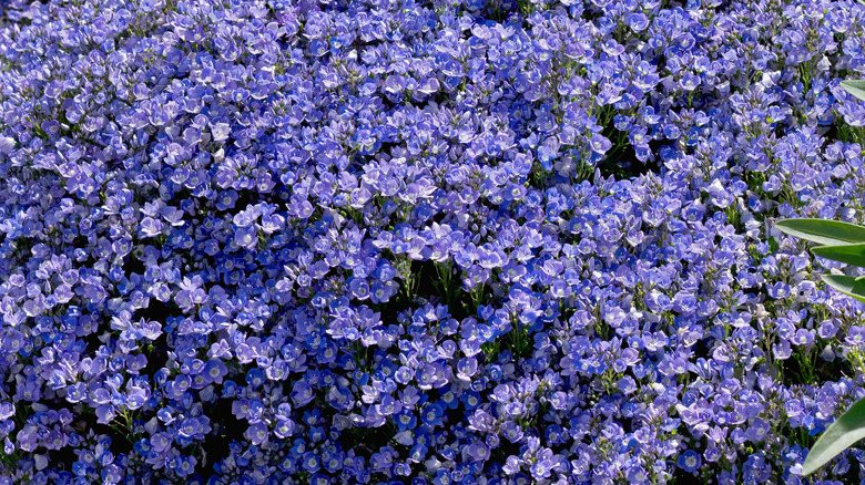 Purple Turkish speedwell growing in a garden