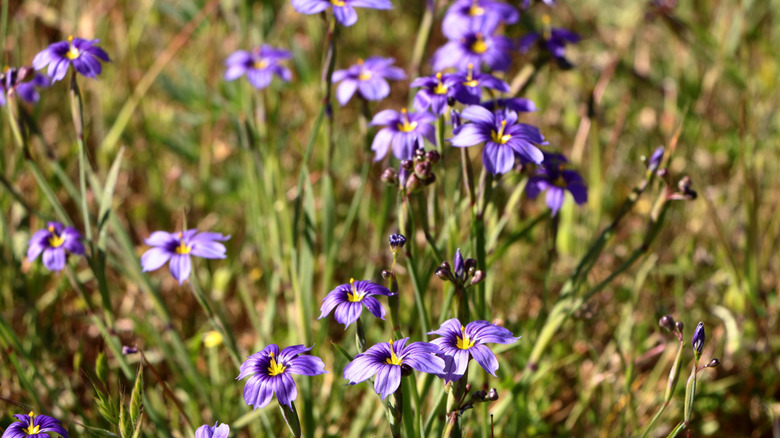 Close up of blue-eyed grass flowers