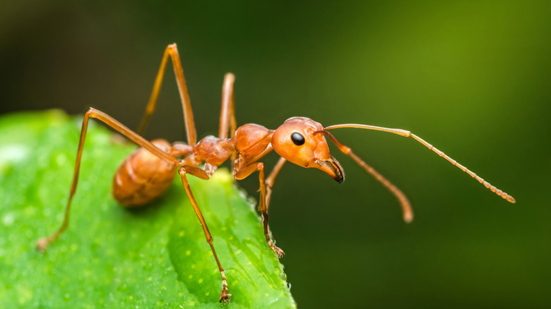 An orange ant on a leaf.