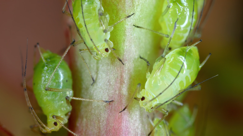 A group of green aphids on a plant stem.