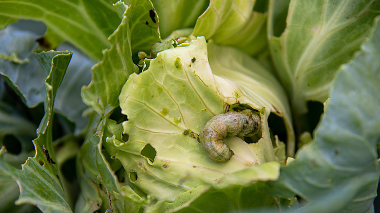 A cabbage maggot on a cabbage.