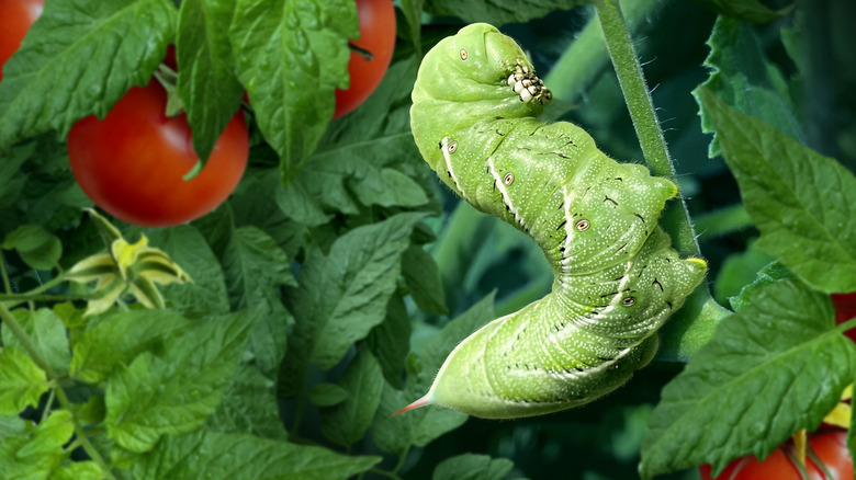 A large green caterpillar holds onto a stem on a tomato plant.